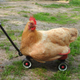 Illustration for article titled Chicken chicken chicken... CHICKEN! Chicken chicken chicken.